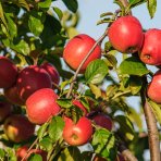 Stĺpovitá jabloň (Malus ballerina) ´POLKA´® - jesenná, výška 220-250 cm, kont. C70L